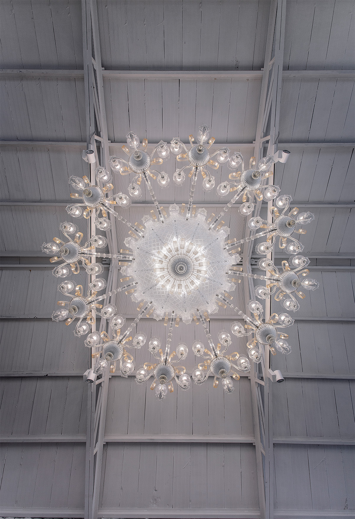 iDogi - iDOGI_VENERE